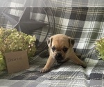 Small #3 Puggle