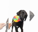 Small #1 Chocolate Labrador retriever-Labrador Retriever Mix