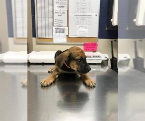 Mutt Dogs for adoption in Conroe, TX, USA