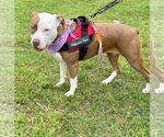 Small #2 American Staffordshire Terrier Mix