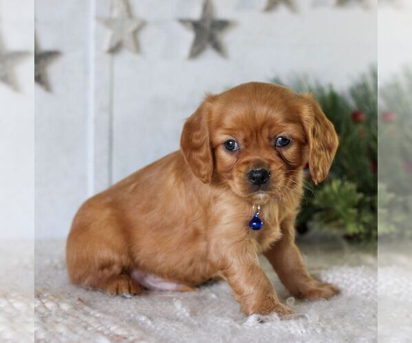 Medium Photo #4 Golden Retriever Puppy For Sale in LITITZ, PA, USA