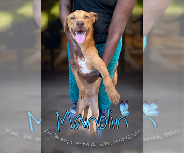 Medium Photo #5 Mutt Puppy For Sale in Elmsford, NY, USA