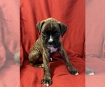 Small #12 Boxer