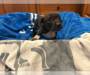 Pongo - Male Mutt Dog for Adoption - Photo #2