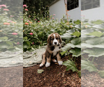 Small Photo #2 Bernese Mountain Dog-Caucasian Shepherd Dog Mix Puppy For Sale in STEVENS, PA, USA