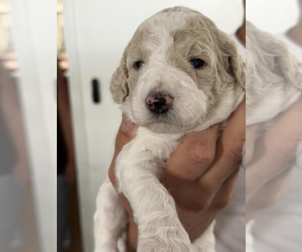 Medium Photo #2 Poodle (Standard) Puppy For Sale in Rancho Cordova, CA, USA