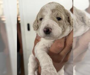 Poodle Pup - Male Poodle (Standard) Dog for Adoption - Photo #2