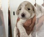 Small Photo #2 Poodle (Standard) Puppy For Sale in Rancho Cordova, CA, USA