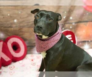 Labrador Retriever-Unknown Mix Dogs for adoption in Placerville, CA, USA