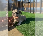 Small #2 French Bulldog