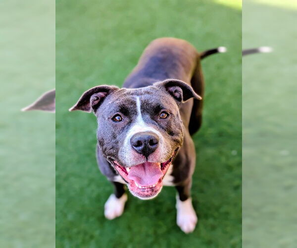 Medium Photo #3 Mutt Puppy For Sale in Sacramento, CA, USA