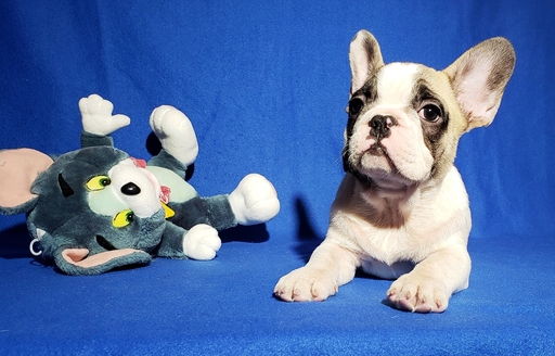 Medium Photo #16 French Bulldog Puppy For Sale in ADRIAN, MI, USA