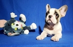 Small Photo #16 French Bulldog Puppy For Sale in ADRIAN, MI, USA