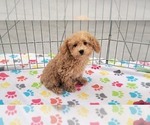 Small #6 Poodle (Toy)