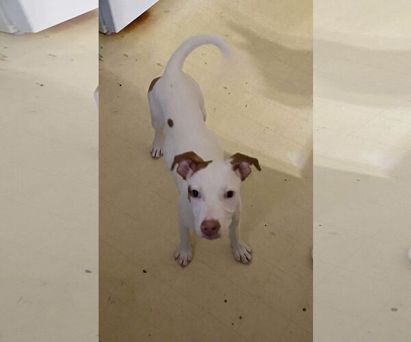 Medium Photo #4 Mutt Puppy For Sale in Sheboygan, WI, USA