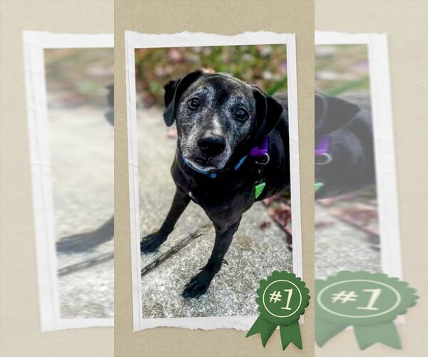 Medium Photo #2 Mutt Puppy For Sale in columbia, SC, USA