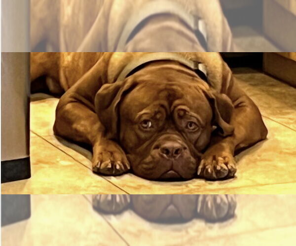 Medium Photo #2 Dogue de Bordeaux Puppy For Sale in Goodyear, AZ, USA