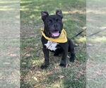 Small #1 French Bulldog Mix