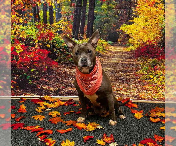 Medium Photo #1 Mutt Puppy For Sale in Sanford, FL, USA