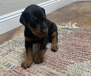 Doberman Pinscher Puppy for sale in CITRUS HEIGHTS, CA, USA