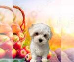 Small Photo #8 Maltese Puppy For Sale in FORT WORTH, TX, USA