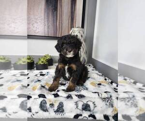 Cavapoo Puppy for sale in FRANKLIN, IN, USA