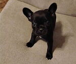 Puppy Puppy 3 French Bulldog