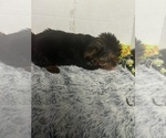 Small #1 Yorkshire Terrier