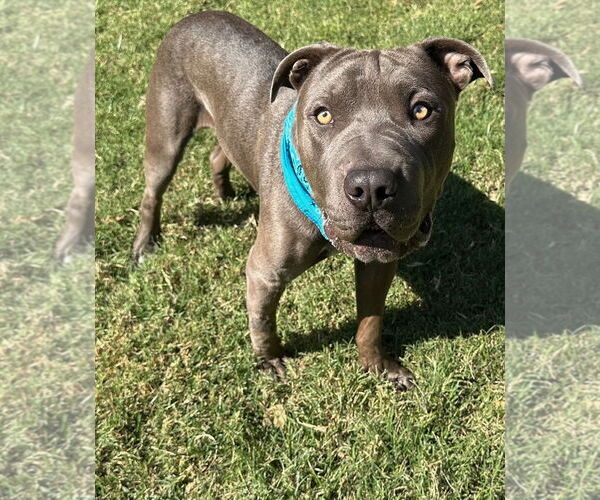 Medium Photo #5 American Pit Bull Terrier-Unknown Mix Puppy For Sale in Redlands, CA, USA