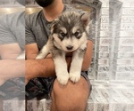 Small Photo #13 Siberian Husky Puppy For Sale in KANSAS CITY, MO, USA