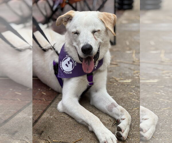 Medium Photo #2 Great Pyrenees-Unknown Mix Puppy For Sale in Fort Worth, TX, USA