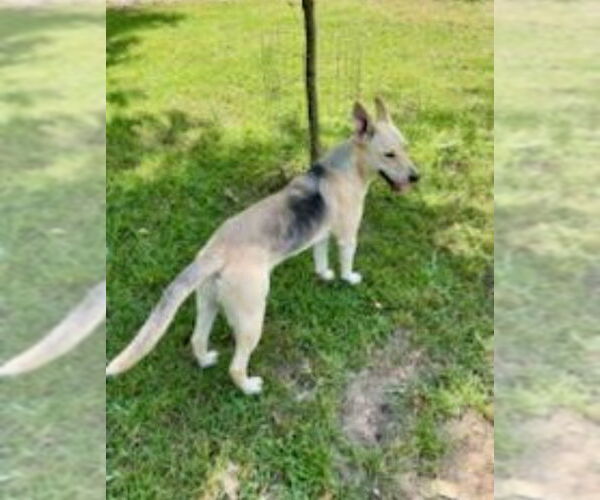 Medium Photo #8 German Shepherd Dog-Unknown Mix Puppy For Sale in Winston Salem, NC, USA