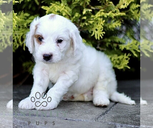 Medium Photo #4 Goldendoodle (Miniature) Puppy For Sale in LANCASTER, PA, USA