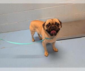 Pug Dogs for adoption in Moreno Valley, CA, USA