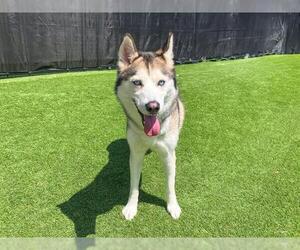 Siberian Husky Dogs for adoption in Orange, CA, USA