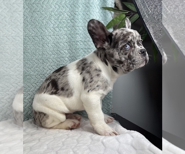 Medium Photo #6 French Bulldog Puppy For Sale in FRANKLIN, IN, USA