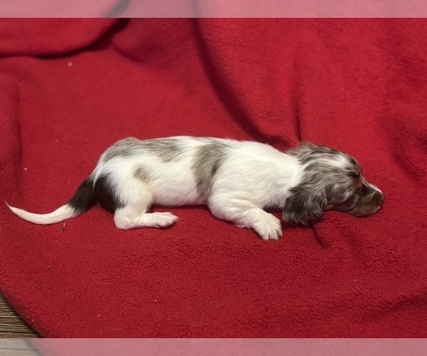 Medium Photo #10 Dachshund Puppy For Sale in LARGO, FL, USA