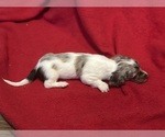 Small Photo #10 Dachshund Puppy For Sale in LARGO, FL, USA