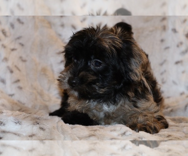 Medium Photo #13 Yorkiepoo mix (+ Poodle Toy) Puppy For Sale in DYERSBURG, TN, USA
