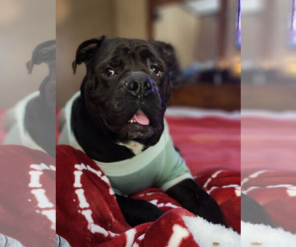 Medium Photo #7 American Bulldog-Unknown Mix Puppy For Sale in Shreveport, LA, USA