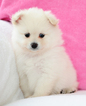Small Photo #3 Pomeranian Puppy For Sale in FRAZER, PA, USA