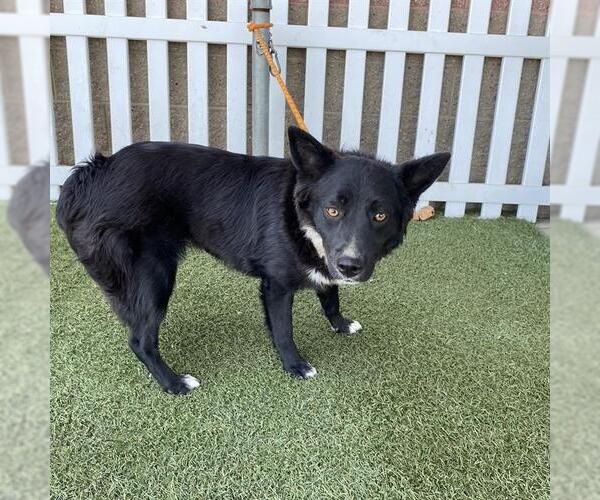 Medium Photo #1 Border Kelpie Puppy For Sale in Modesto, CA, USA