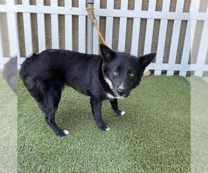 Border Kelpie Dogs for adoption in Modesto, CA, USA