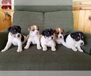 Jack Russell Terrier Puppy for sale in MARSING, ID, USA