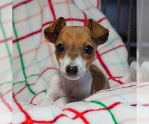 Jack Russell Terrier Puppy for sale in EAST EARL, PA, USA