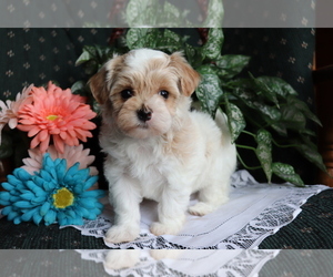 Havanese-Poodle (Toy) Mix Puppy for sale in SHILOH, OH, USA