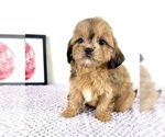Small #2 Shih-Poo