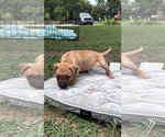 Small #1 American Staffordshire Terrier Mix