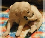Small Photo #26 Golden Retriever Puppy For Sale in IDAHO SPRINGS, CO, USA