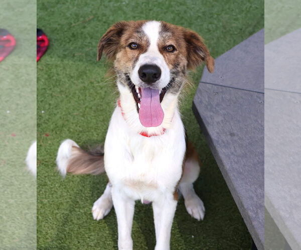 Medium Photo #4 Australian Shepherd-Brittany Mix Puppy For Sale in Rockaway, NJ, USA